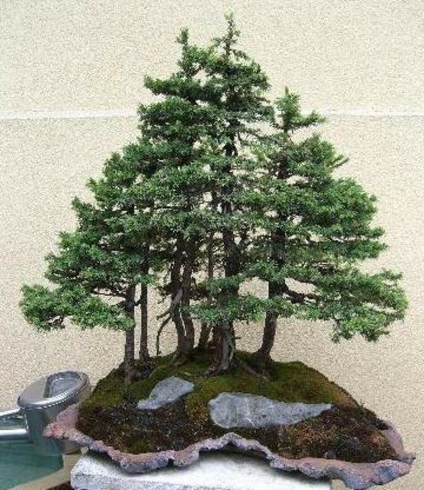 Grupė sodinimo-nuo-spygliuočių nei Bonsai