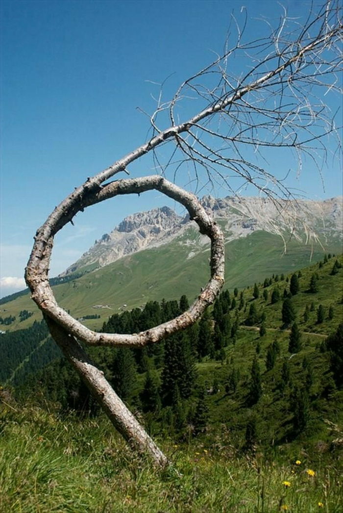 Wiese-loopas träd natur