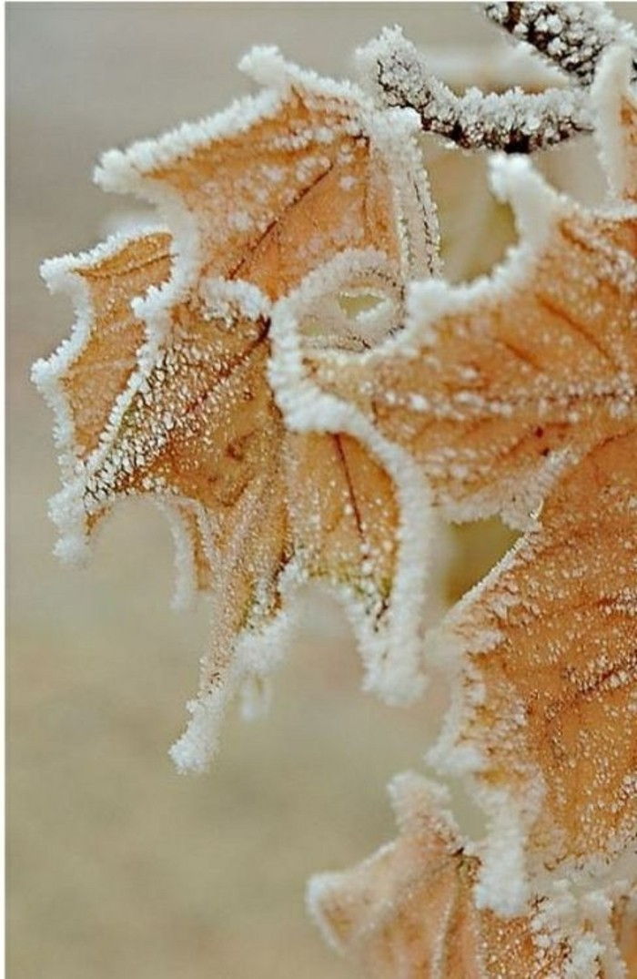 Iarna ecran Winterimpression Fotografie frunze de-congelate