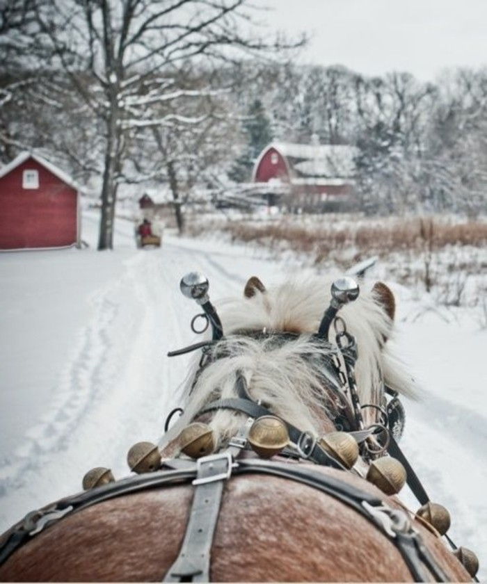 Inverno Pictures impressões do inverno Cavalo-by-the-neve