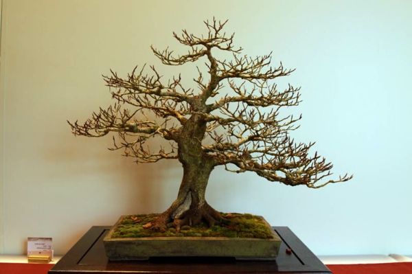 Bonsai Rūšys be lapai ir gėlės-šlovės