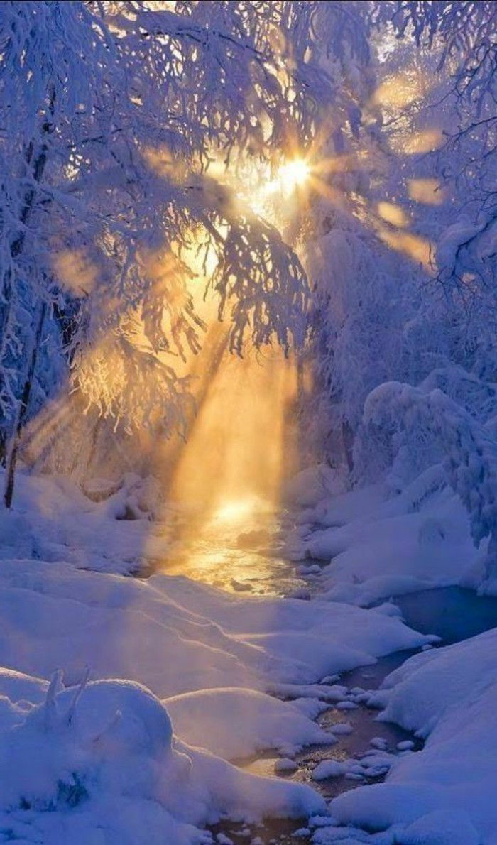 Winterimpression Sunshine i skogen-alt-i-snø
