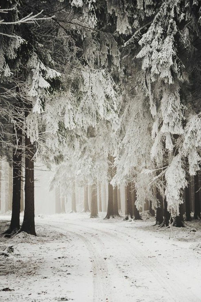 Winterimpression romantica invernali immagini paesaggi forestali neve
