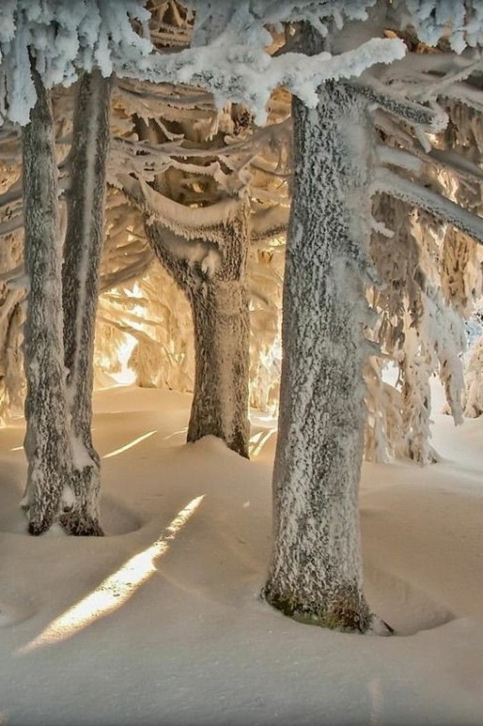 Žiemos peizažas Vaizdai medžiai dengtas-su-sniegas