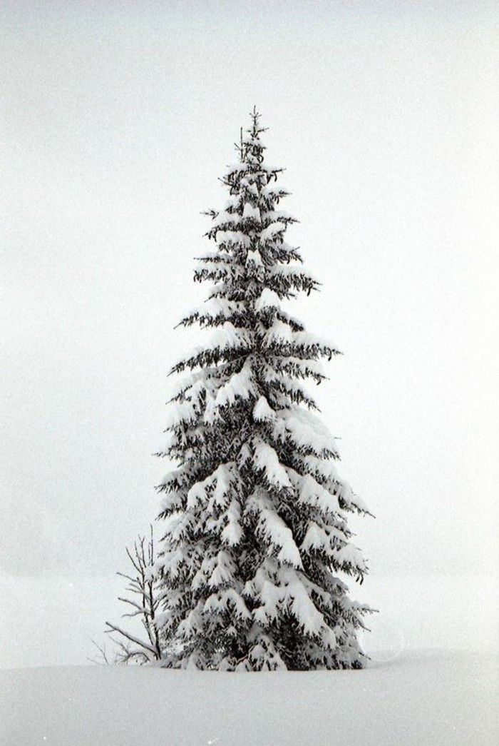 Winter Landskapsbilder høy edelgran dekket-med-snø
