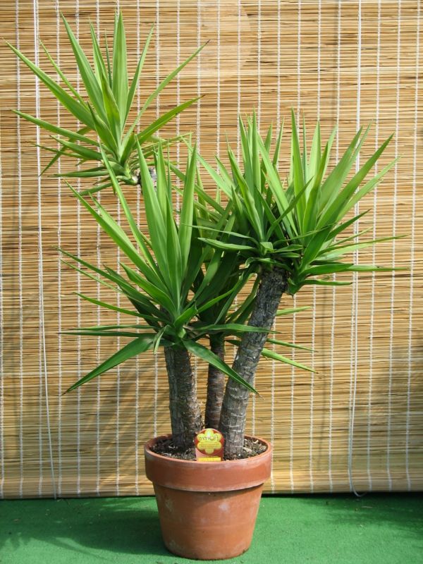 Yucca Glorioza-su-trimis-koteliu