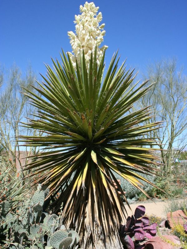 Yucca_schidigera_yucca-palmas-bonita-planta-por-dentro-e-fora