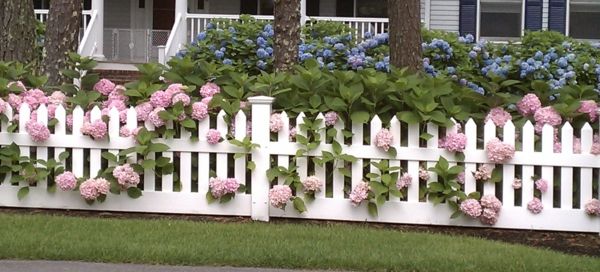 Gard de flori din lemn-in-alb-color-roz