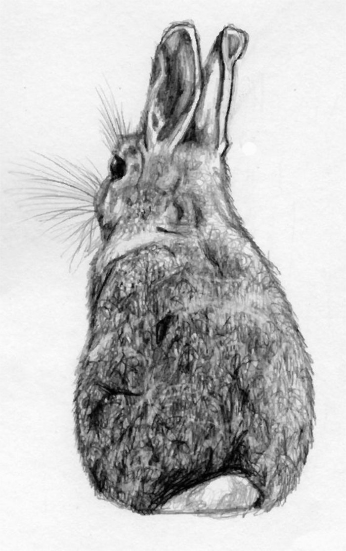 -Drawings med blyant-med-en-kanin