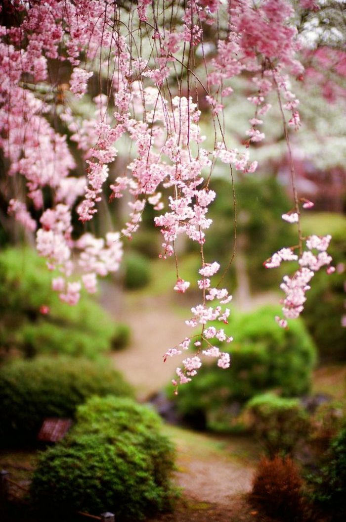 Zen Garden Japanese-rosa blomst