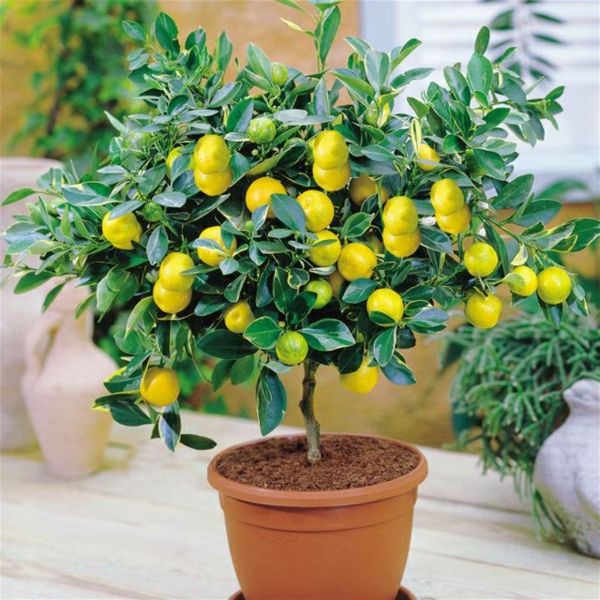 Sitrusplanter Grooming Lemon Tree potteplanter ferske