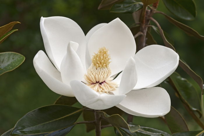 Rože od A do Z, občutljivo magnolijo, velik cvet, informacije in slike na temo cvetja