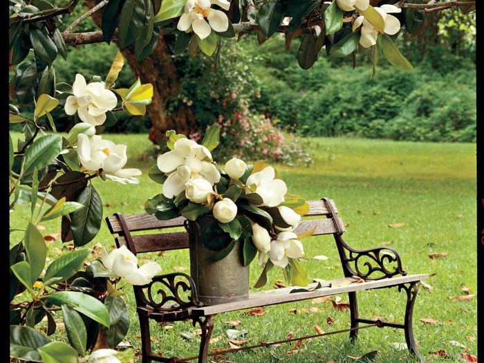 bela magnolija, veliko, lepo cvetje, šopek cvetov na leseni klopi, pokrajine in informacije o rožah