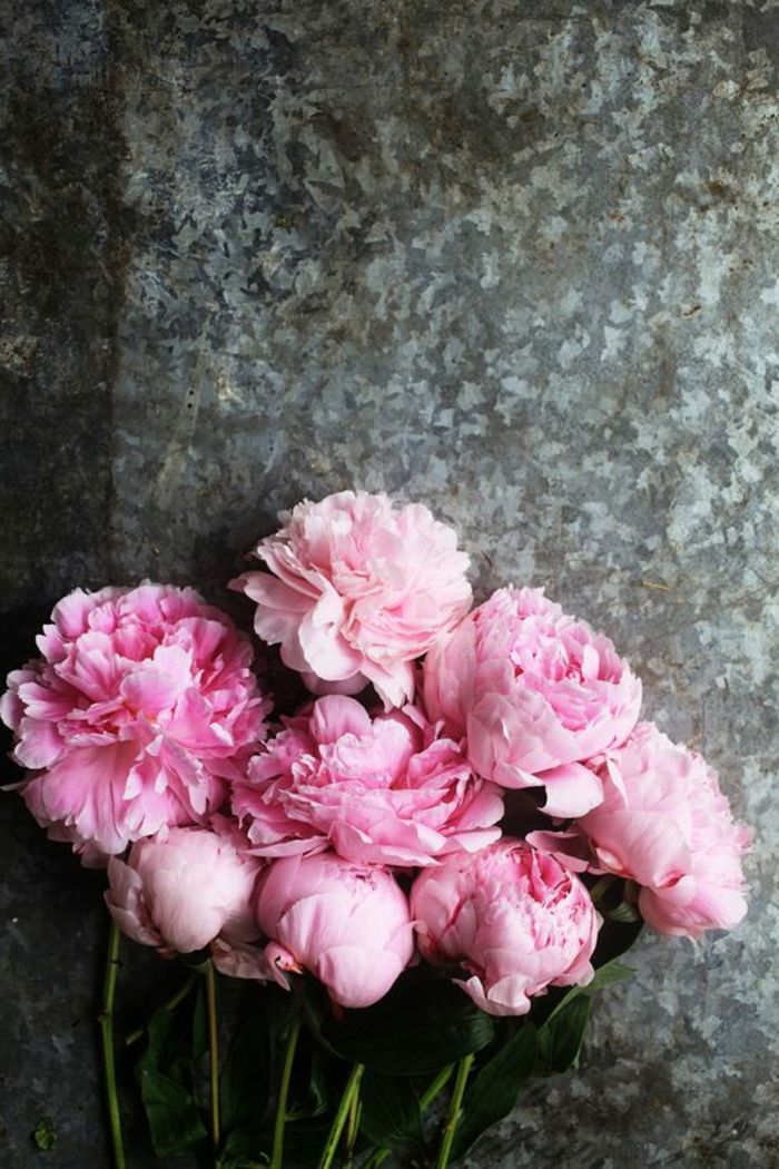 roza peonies, popolno cvetje za poročne šopke, vintage style