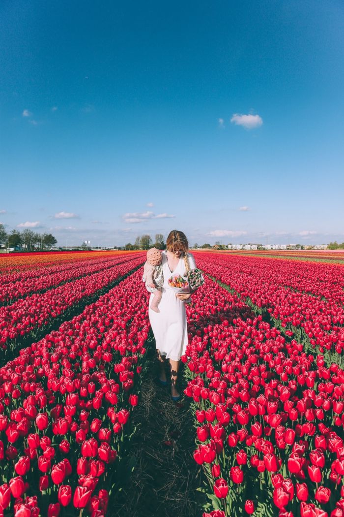 Tulipanska polja na Nizozemskem, številne, rdeče tulipani, ženska z otrokom, dva šopa