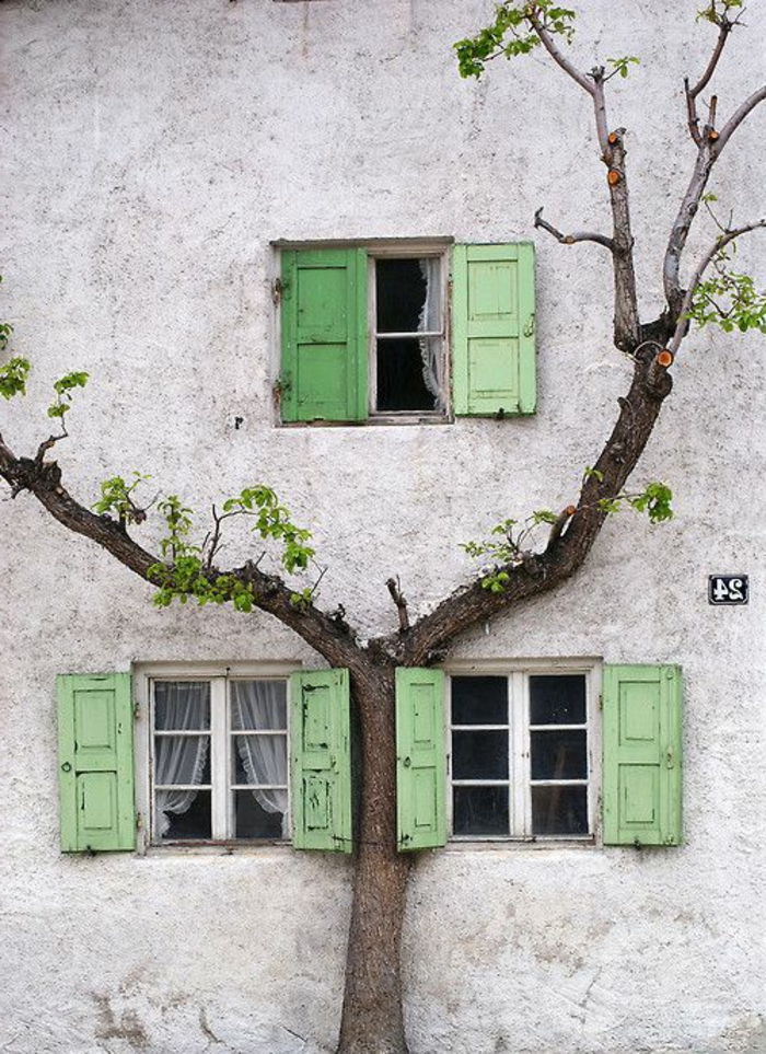 vecchio edificio piccolo albero window-green-persiane-vintage
