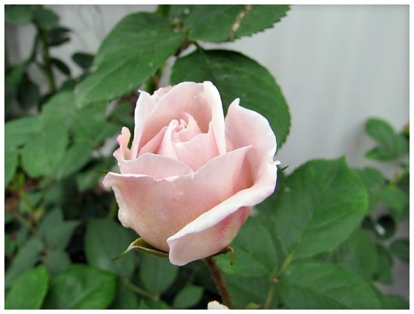 rosa antico-colore della parete-rose