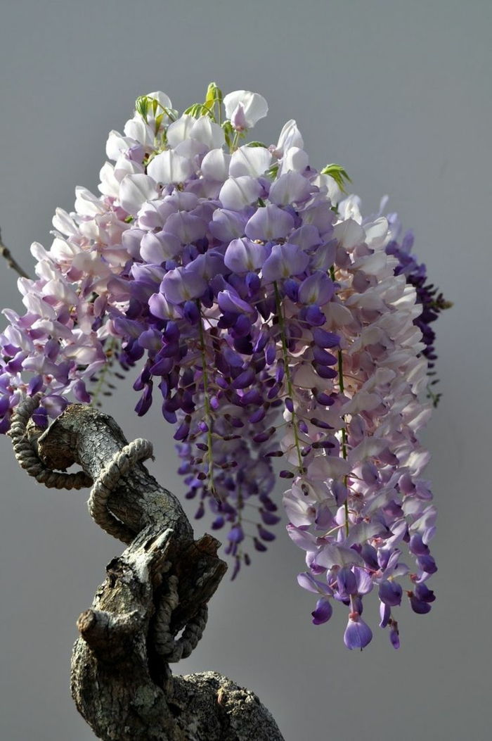 Wisteria antica-cinesi albero bonsai fiori viola