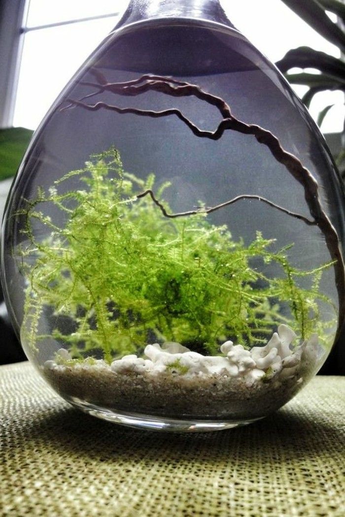 akvarijné-hruškovitého riasy-Aste malé akvárium, aquarium-make-akvárium-set