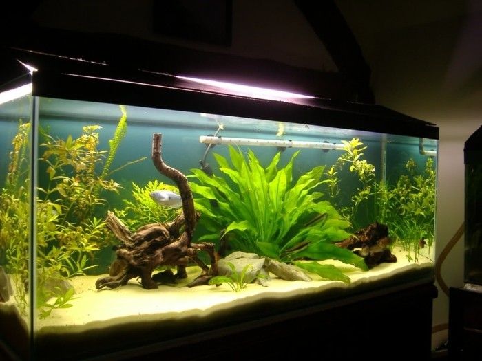 Akvarij-deco-akvarij-design-akvarij-za-mali ribje akvarija-naprave
