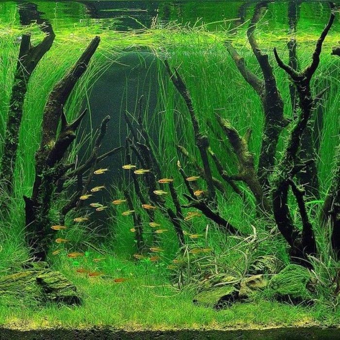 akvárium-deco-s-rastlina-vôd-Aste-small-rýb-sand-akvárium-device