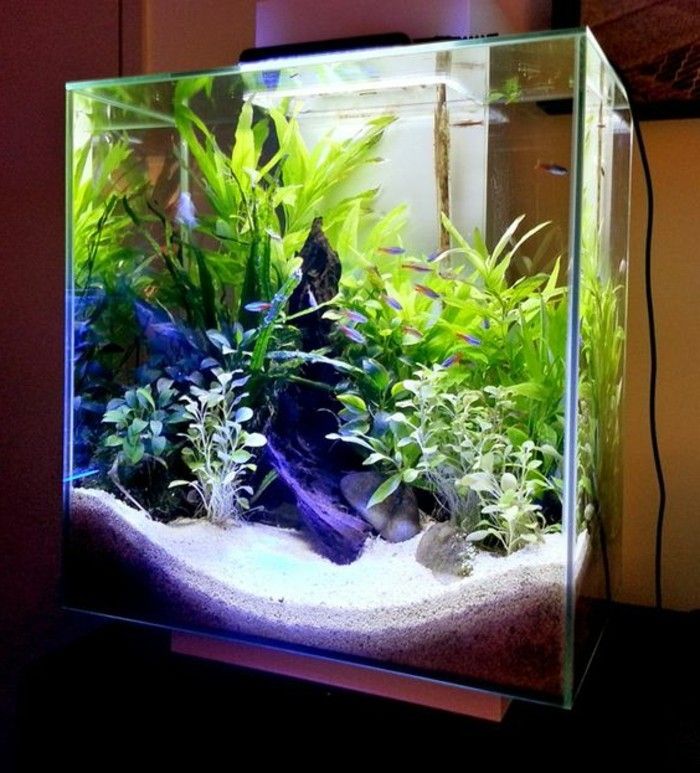 Akvarij-naprava za vzpostavitev ideje akvarij-akvarij-design-akvarij-ribe