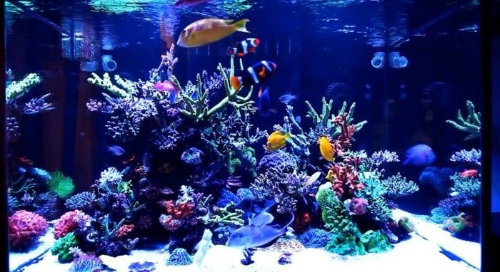 akwarium akwarium-make-device-na-akwarium-z wodą morską wodą ryb coral-