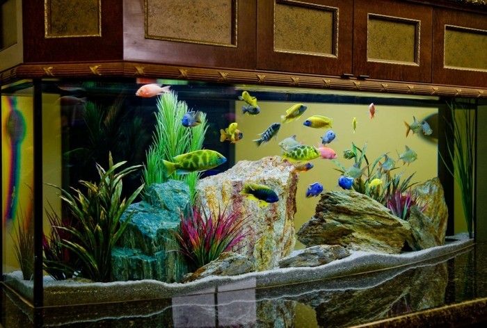 Akvarij-naprava-velik in lep akvarij-steindeko-v-akvarij-riba-v-akvariju