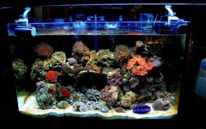 Akvarij-naprava-koralni akvarij-naprava-pesek-modra-svetlo-akvarij-deco