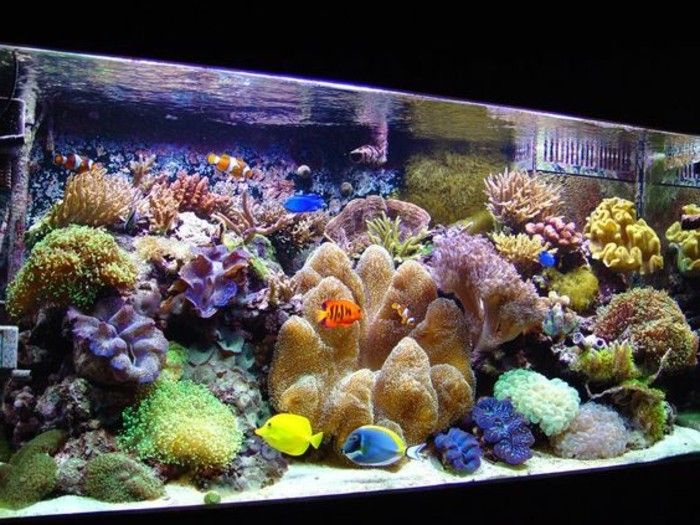 akvárium-device-to-Koralen-and-piesočných morských rias v akváriu nastavenú