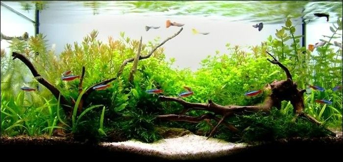 piante acquario-per-pesci-acquario-design-acquario-deco-acquari ancora-set-