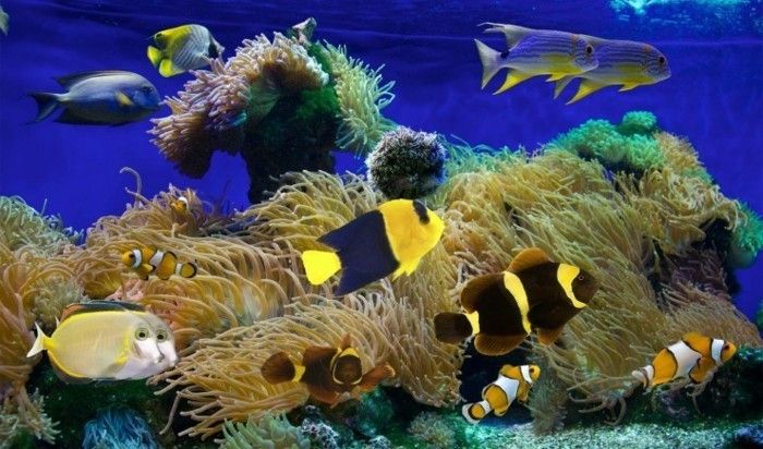 akvarij-za-majhnega eksotičnih vode rib koralni akvarij-načrtovanja akvarij-deco