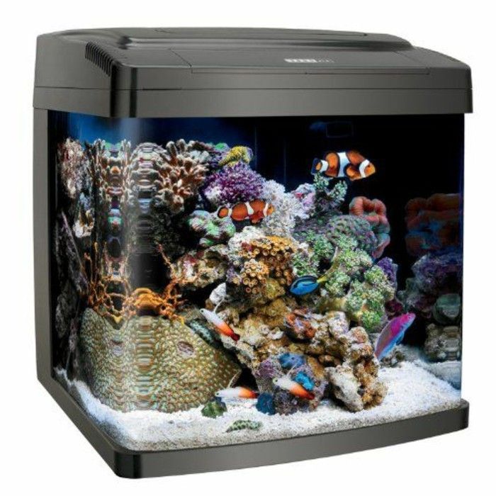 Akvarij-za-majhnih rib-koralni-modro-pesek zaprta-akvarij-temno ozadje
