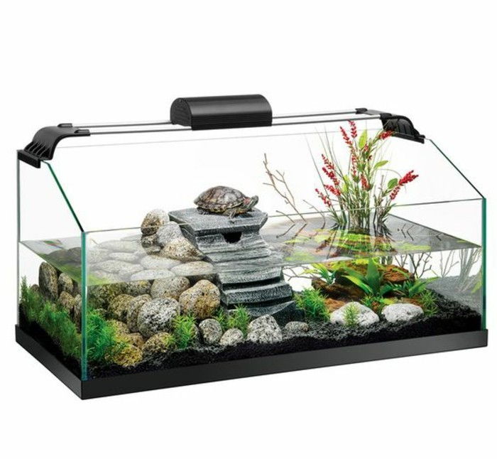 Akvarij-za-želve-voda rastlinskih-kamni-Schildkröte-čista voda-steinedeko akvarij-naprava