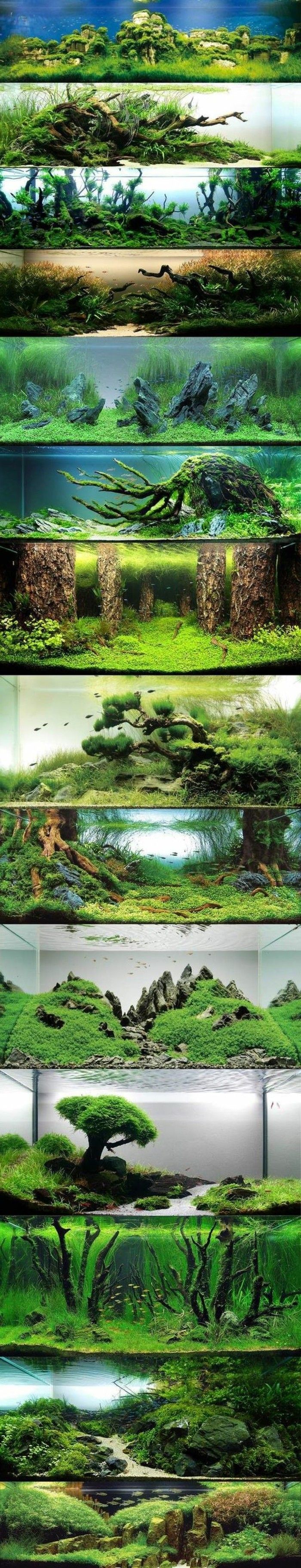 Akvarij-oblikovanje-best-ideje-foto kolaž-the-world-z-vodo-morskih alg