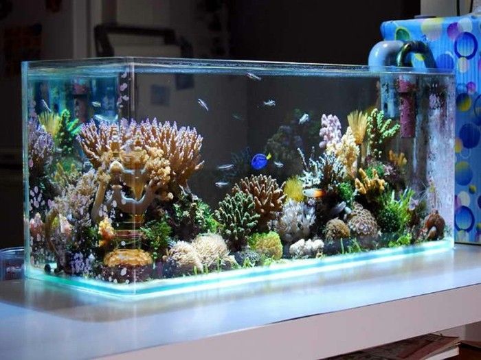 dostosować korale Algi-small-rybo-akwarium-akwarium-Design