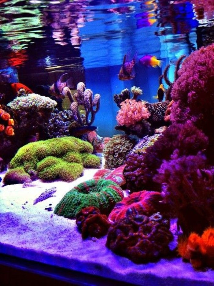 Akvarij-cum-morska voda akvarij-cum-ribolov-aqarium-z corrals