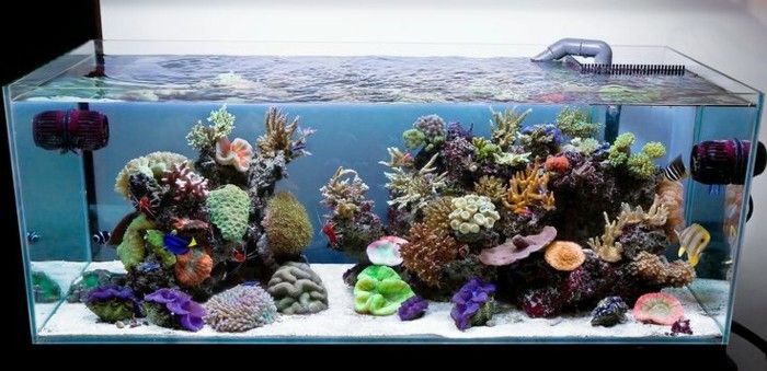Akvarij-eksotično-riba-moder pesek-akvarij-set z-slano vodo, morsko vodo coral--