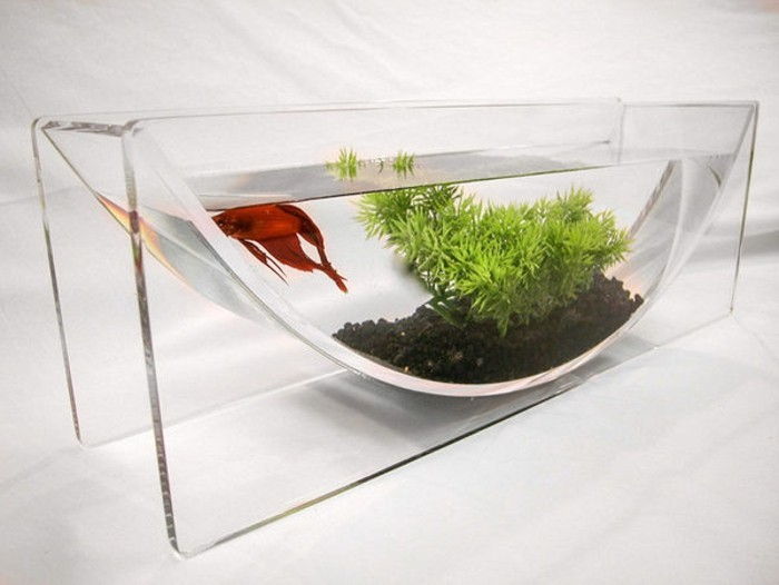 akvarij-s-unregelmasiger-Obliko za-Grose-rib-črno-kamni vodo rastline