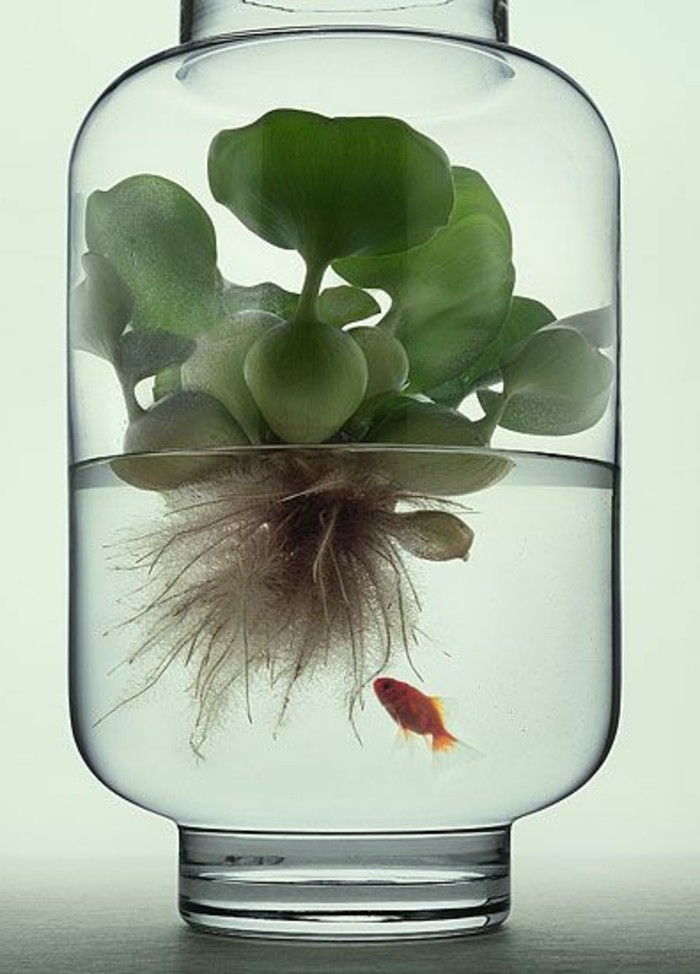 akwarium-z-unregelmasiger-form-roślina-do-akwarium-goldfish szkła akwarium-design