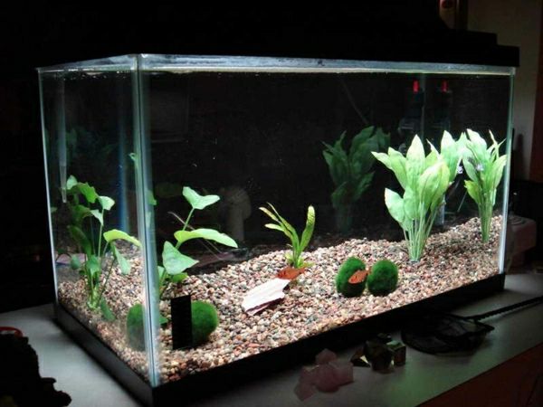 cameră separator acvariu modern prescurtate