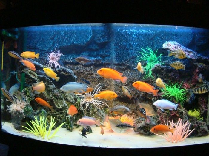 aquarium-give-aquarium-fish