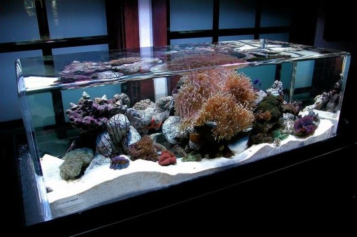 aquarium-give-the-aquarium-to-zeer-nice-be