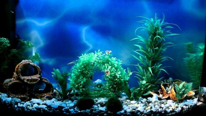 aquarium-give-the-beauty-of-aquarium