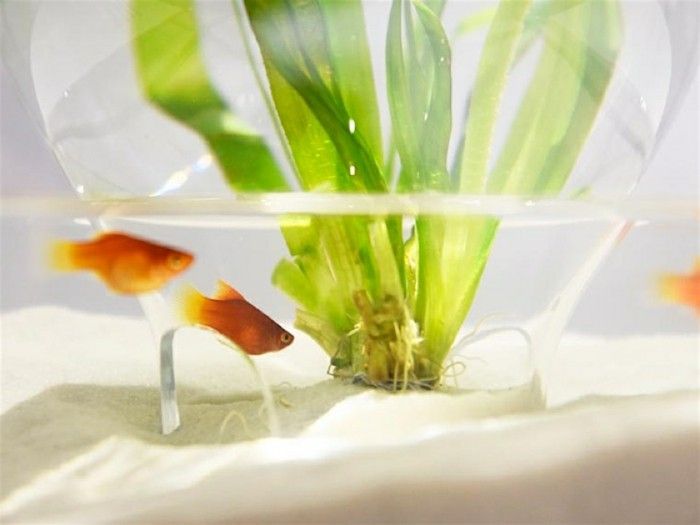 akvarium-gi-the-Waterscapes-prototyper