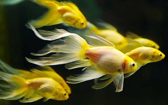 aquarium-give-mooie-aquarium-fish