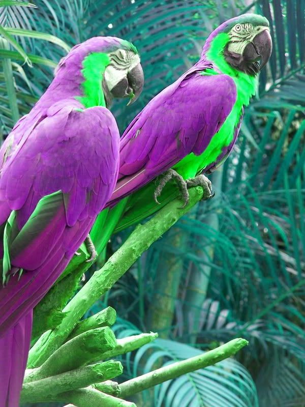 AAR-papagal-papagal-buy-buy-papagal-papagal-paintings-