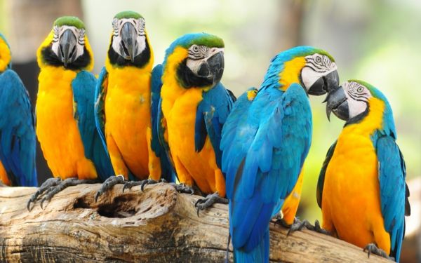ara-papagaj-papagaj-kupi-kupi-papagaj-papiga ozadje barvito-papagajevke