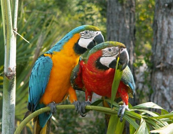 ara-papagaj-papagaj-kupi-kupi-papagaj-papige ozadje barvita-papagei--