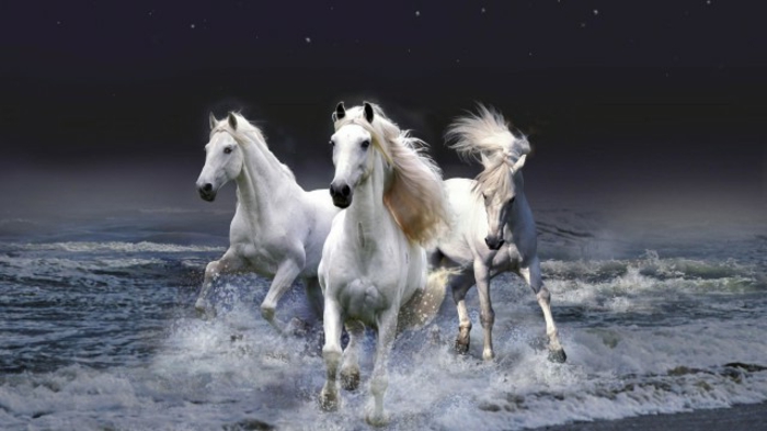 artis schematică-imagine-foarte-frumos-cal-alb-și-furios în apă